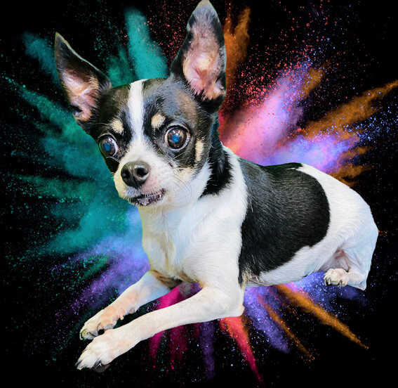 rsz_snoopy_professional_shot_with_bg